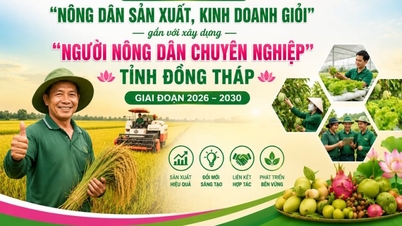 Dong Thap bertujuan untuk membangun tim petani profesional.