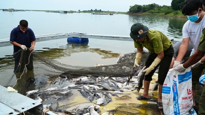 Résultats des tests effectués sur plus de 200 tonnes de poissons morts dans le lac Tri An : les niveaux d’oxygène ont chuté brutalement et les niveaux d’ammoniac ont dépassé les normes.