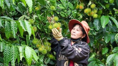 El Comité Popular de la provincia de Khanh Hoa aprobó el esquema del Nuevo Proyecto de Desarrollo Rural.