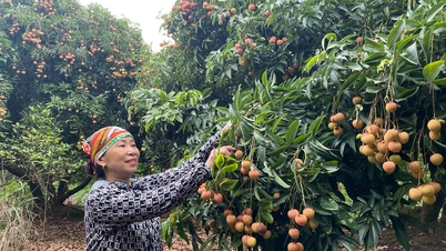 Thanh Ha-litchiplommon säljs på fruktträdgården för 80 000 VND/kg.