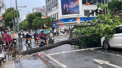 En pleno centro de Ciudad Ho Chi Minh, varios árboles fueron arrancados de raíz y cayeron sobre dos coches, provocando una gran congestión de tráfico.