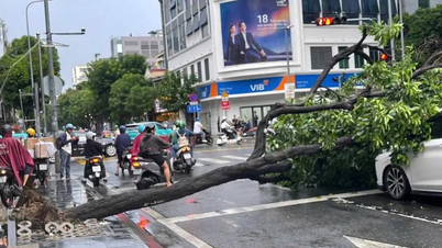 Des arbres déracinés par les orages sont tombés sur deux voitures à Hô Chi Minh-Ville.