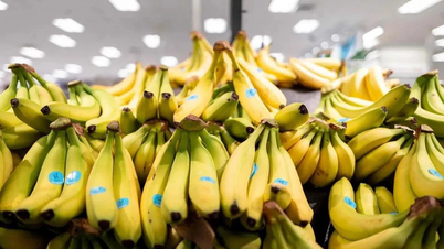 Os conflitos no Oriente Médio representam um risco de escassez de bananas no Japão.