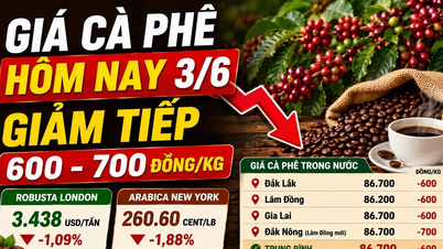 Koffieprijzen vandaag, 3 juni: Weer een daling van 600 VND/kg, de wereldwijde prijzen blijven dalen.