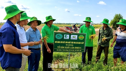ຊາວກະສິກອນໃນເຂດຊາຍແດນກຳລັງສ້າງລະບົບຕ່ອງໂສ້ການສະໜອງເຂົ້າ.