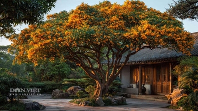 Essas duas árvores bonsai estão imbuídas de energia espiritual; quanto mais velhas ficam, mais sagradas se tornam, nutrindo o solo e acumulando bênçãos para as pessoas.
