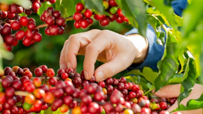 Bản tin nông sản hôm nay (3-6): Giá cà phê và hồ tiêu đồng loạt giảm