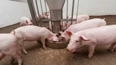 Fläskpriserna den 3 juni: Marknaden förblir oförändrad över hela linjen.