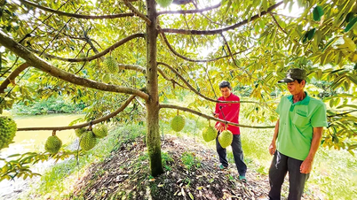 Valorizzare il ruolo degli operatori di divulgazione agricola a livello locale.