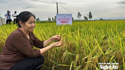 I modelli Thai Xuyen 111 e TBR97 dimostrano elevata produttività e qualità.