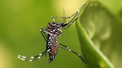 Google planea liberar 32 millones de "mosquitos beneficiosos" para ayudar a prevenir un brote de una enfermedad peligrosa en Estados Unidos.