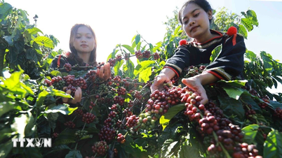 Budaya kopi mendorong Buon Ma Thuot masuk ke dalam 15 destinasi kuliner terbaik di dunia.
