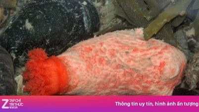 ការរកឃើញប្រភេទសត្វ "អមតៈ"