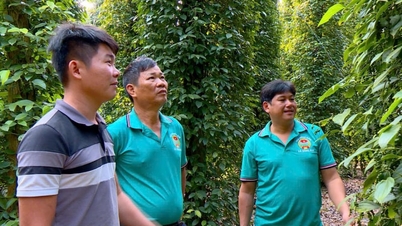 À partir d'une petite initiative, une commune de la province de Dong Nai a transformé 15 tonnes de déchets par jour en une ressource pour l'agriculture verte.