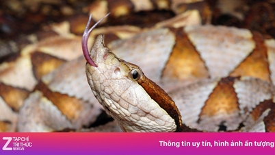 נחש ארסי הסתתר בתוך אופנוע חשמלי לפני שתקף לפתע אדם.