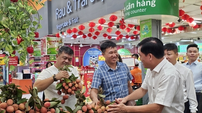 ក្រុមហ៊ុន Saigon Co.op នឹងសហការជាមួយក្រុមហ៊ុនផលិតផ្លែលីឈីនៅ Luc Ngan និង Bac Ninh ក្នុងឆ្នាំ ២០២៦។