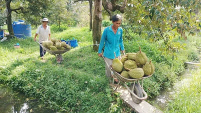 Identifier les « goulots d'étranglement » sur le chemin de l'élévation du statut des fruits de Dong Thap.