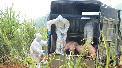 Twenty-nine pigs infected with African swine fever and blue ear disease were culled in Lai Dong commune.