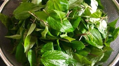 Denna grönsak, känd som "grön ginseng" av japanerna, är både uppfriskande och näringsrik, och den dyker upp på vietnamesiska middagsbord varje sommar.