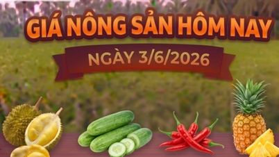 Giá nông sản hôm nay, ngày 3/6: Ớt tăng giá từ 4.000 - 10.000 đồng/kg
