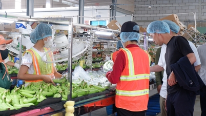 Le banane di Tay Ninh sono ora disponibili nella catena di supermercati AEON in Giappone.