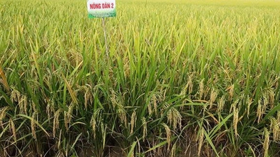 Một giống lúa mới được cấp phép lưu hành tại ĐBSCL