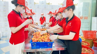 Bac Ninh, ana liçi hasadından önce güvenliği sağlıyor.