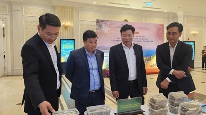 Die Provinzen Lam Dong und Khanh Hoa arbeiten bei der Förderung von Investitionen zusammen.