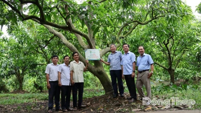 Dong Thap: Colocando etiquetas de edad a los viejos árboles de mango en My Tho.