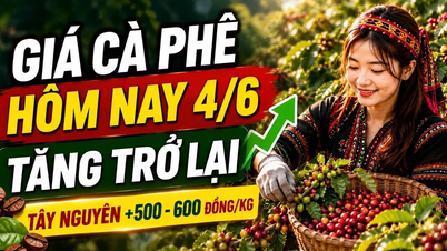 Kaffeepreise heute, 4. Juni: Die Preise im zentralen Hochland steigen pauschal um 500 VND/kg.