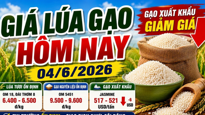 Harga beras hari ini, 4 Juni: Harga beras Vietnam turun di pasar internasional.