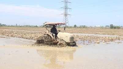 ग्रीष्म-शरद ऋतु की फसलों का उत्पादन सूखे और खारेपन के प्रति सक्रिय रूप से अनुकूलन करता है।