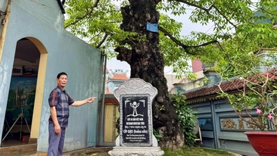 តើដើមឈើបុរាណទាំងពីរដើមនេះ ដែលដុះនៅក្នុងដីវត្តចាស់មួយកន្លែងក្នុងទីក្រុងហៃផុង ជាដើមឈើប្រភេទអ្វី ហើយវាមានអាយុប៉ុន្មានសតវត្សមកហើយ?