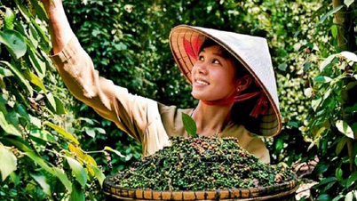 ព័ត៌មានកសិកម្មថ្ងៃនេះ (ថ្ងៃទី ៤ ខែមិថុនា)៖ តម្លៃកាហ្វេកើនឡើងម្តងទៀត តម្លៃម្រេចនៅតែមានស្ថេរភាព។