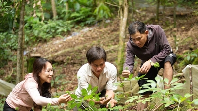 Die unerschöpfliche Fülle an Heilkräutern in der Provinz Quang Nam entdecken.