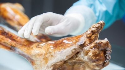 Onderzoek heeft tekenen van leven ontdekt op mummies die ouder zijn dan 5300 jaar.