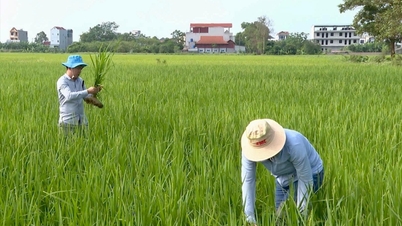 Prévenir le nanisme du riz dès le début de la saison de croissance.