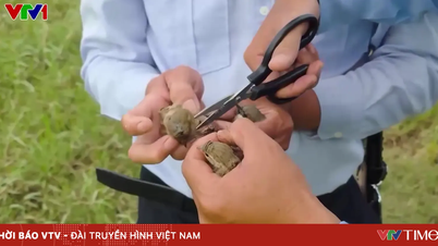 Peningkatan yang mengkhawatirkan dalam perburuan burung walet ilegal di Khanh Hoa.