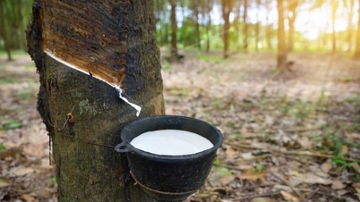Harga karet hari ini, 4 Juni 2026: Fluktuasi menurun.