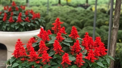 De felrode bloemen die het park vullen, zijn afkomstig van een waardevol geneeskrachtig kruid dat gebruikt wordt om koorts en ontstekingen te verlagen.