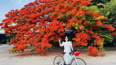 Un árbol de fuego de más de 30 años en Quang Ngai atrae a la gente que viene a admirarlo.