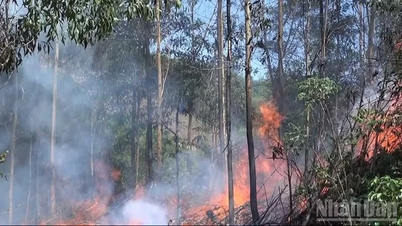 Provinsi Quang Ngai memperingatkan risiko kebakaran hutan yang sangat tinggi di wilayah timur.