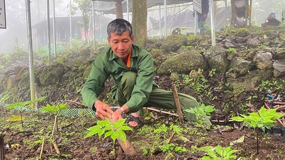 The Dao Khuoi Mon people protect the precious ginseng species on the summit of Phja Bjooc mountain.