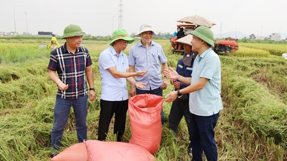 ບັກນິງ: ຜົນຜະລິດເຂົ້າລະດູໃບໄມ້ປົ່ງບັນລຸໄດ້ຫຼາຍກວ່າ 64 ກິວຕັນ/ເຮັກຕາ, ເພີ່ມຂຶ້ນ 0.5 ກິວຕັນ/ເຮັກຕາ ເມື່ອທຽບກັບລະດູໃບໄມ້ປົ່ງປີ 2025.