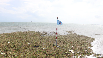 Vandhyacinter dækker Bai Truoc-stranden - Vung Tau.