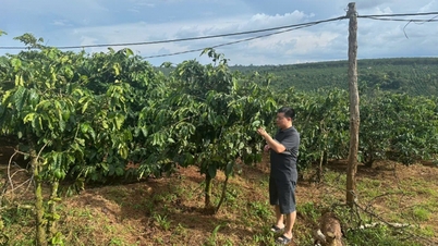 កសិកម្មបៃតងតម្រូវឱ្យមានទិន្នន័យ និងស្ថាប័ន។