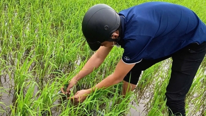 ការណែនាំបច្ចេកវិទ្យាថ្មីៗទៅក្នុងវាលស្រែ ដើម្បីផលិតអង្ករដែលមានគុណភាពខ្ពស់ និងកាត់បន្ថយការបំភាយឧស្ម័ន។