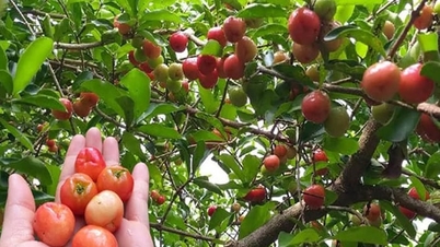 Hvilken slags træ er acerola-kirsebærret, der med succes dyrkes i Vinh Long-provinsen? Dets stamme ligner en slange, men det ligner et gammelt træ, og det producerer lækker frugt.
