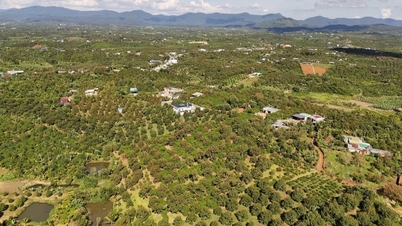 Ouvrir de nouvelles perspectives de croissance pour l'agriculture à Lam Dong.