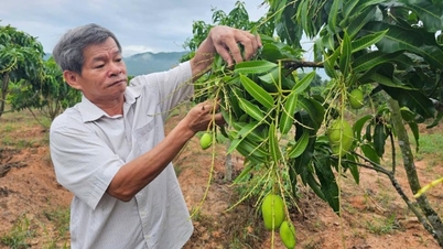 En appliquant la gestion intégrée des ressources en milieu naturel (IPHM) à la culture de la mangue, les agriculteurs récoltent des fruits sucrés.